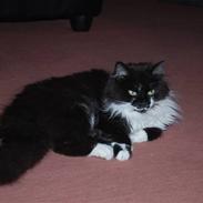 Blanding af racer O'Malley skov/hus