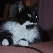 Blanding af racer O'Malley skov/hus