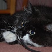 Blanding af racer O'Malley skov/hus