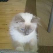 Hellig Birma Prinsesse