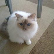 Hellig Birma Prinsesse