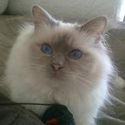 Hellig Birma Prinsesse