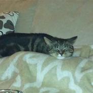 Blanding af racer Tiger mis