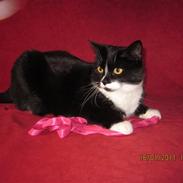 Huskat Mini *26.04.08*