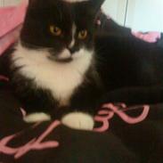 Huskat Mini *26.04.08*