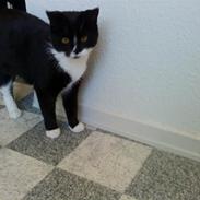 Huskat Mini *26.04.08*