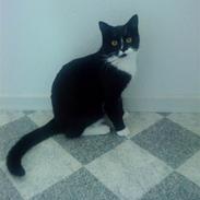 Huskat Mini *26.04.08*