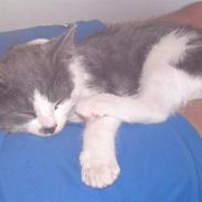 Blanding af racer Zilke