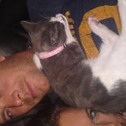 Blanding af racer Zilke