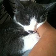 Blanding af racer Zilke