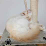 Hellig Birma Lucky Look Ronaldo