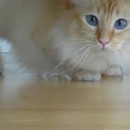 Hellig Birma Lucky Look Ronaldo