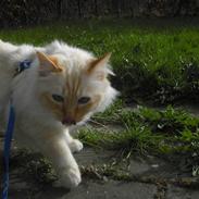 Hellig Birma Lucky Look Ronaldo