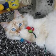 Hellig Birma Lucky Look Ronaldo