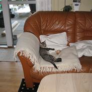 Blanding af racer Fie 