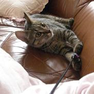 Blanding af racer Fie 