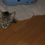 Blanding af racer Fie 