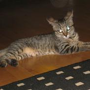 Blanding af racer Fie 