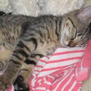 Blanding af racer Fie 