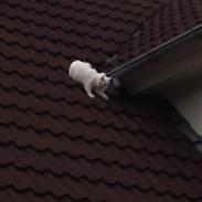 Blanding af racer mor mis