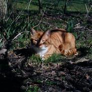 Huskat Garfield