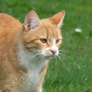 Blanding af racer ~ Aske <3