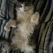 Maine Coon Joey