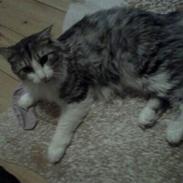 Maine Coon Joey