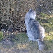 Maine Coon Joey