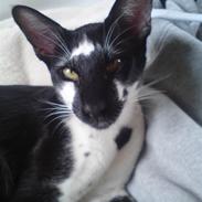 Orientaler Gismo Thaie Bamboo