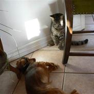 Blanding af racer Victor