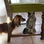 Blanding af racer Victor