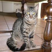 Blanding af racer Victor