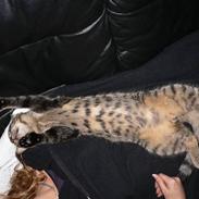 Blanding af racer Victor