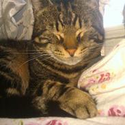 Blanding af racer Bassemand.