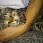 Blanding af racer Bassemand.