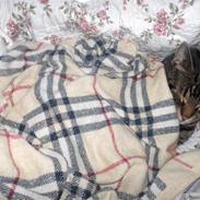 Blanding af racer Bassemand.