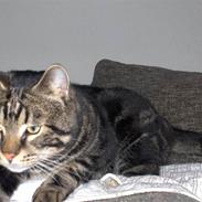 Blanding af racer Bassemand.