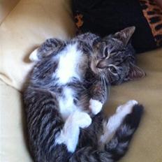 Huskat Olivia ( R.I.P ) 