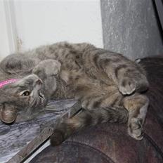 Blanding af racer Kashmir {aka} Kassie {R.I.P}