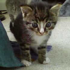 Huskat pjuske <3solgt :`(