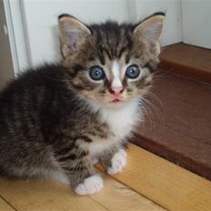 Huskat pjuske <3solgt :`(