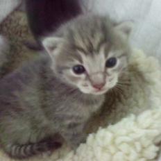 Huskat mulan <3 solgt :`(