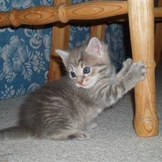 Huskat mulan <3 solgt :`(