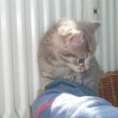 Huskat mulan <3 solgt :`(