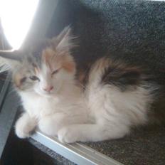 Maine Coon Malou #Malle#