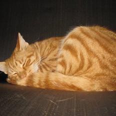 Huskat - Frygtløse Fister