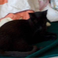 Huskat Felix (savnet siden 2009 :'(  )