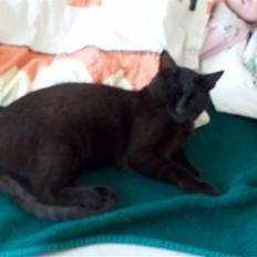 Huskat Felix (savnet siden 2009 :'(  )