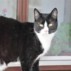 Huskat Samson (Basse)